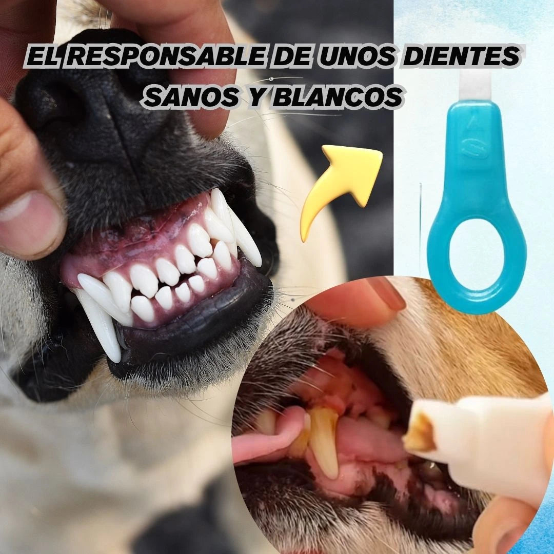 Encabezado