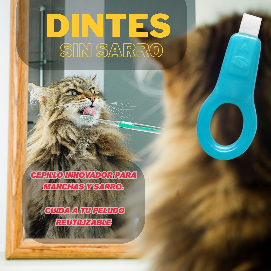 Encabezado